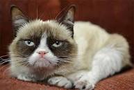 Grumpy Cat goes viral online[1]- Chinadaily.com.cn