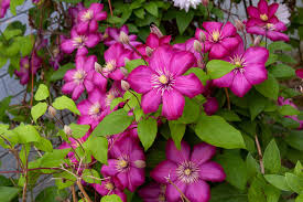 If the water slowly but steadily seeps into the soil, it's just right for clematis. How To Fertilize Clematis And Other Flowering Plants Home Garden And Homestead