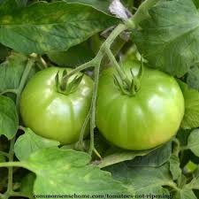 4 Reasons Your Tomatoes Are Not Ripening How You Can Help