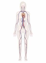These vessels transport blood cells, nutrients, and oxygen to the tissues of the body. Cardiovascular System Human Veins Arteries Heart