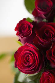 75 romantic flower meanings