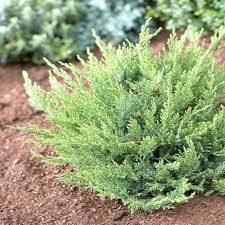 juniperus sabina tamariscifolia günstig