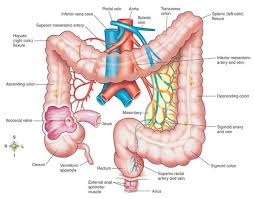 Intestines Diagram Large Intestine Medicine Intestines