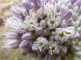 Allium ampeloprasum - Wikipedia