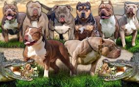 Merle pitbull puppies for sale, one of the best lilac females to walk the earth: Xl Bully For Sale In Illinois Gator Head Bullies