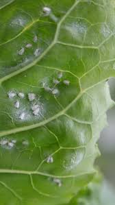 Plant Pest Series Whitefly The Zen