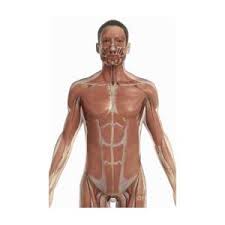 Learn about torso muscles with free interactive flashcards. The Muscles Of The Torso Photograph By Science Picture Co