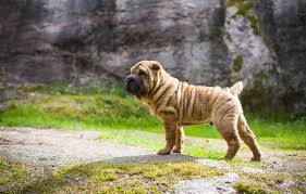 She is one of the pups from my current litter. 10 Adorable Dog Breeds With Wrinkles