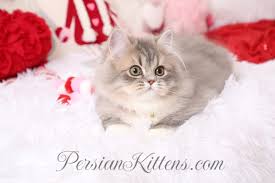 doll face persian kittens