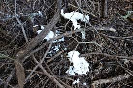 Image result for toilet paper on the appalachian trail