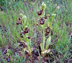 Ophrys speculum - Mirror Orchid