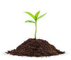 166,140 Growing Plant White Background Stock Photos, Pictures &  Royalty-Free Images - iStock