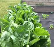 Will spinach grow back if you cut it off?