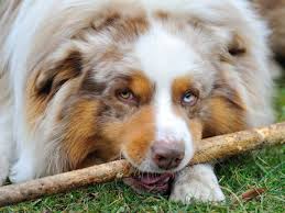 Image result for shepherd chihuahua mix