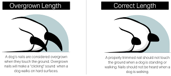 dog nail length the foundation of a