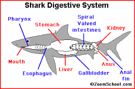 Shark Digestion Enchantedlearning Com
