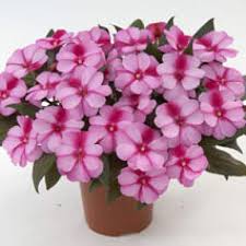 Flaccida.some horticulturists now place the entire group under the i. Wholesale New Guinea Impatiens Harmony Purple Cream Rooted Plug Liners
