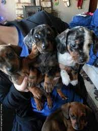 Dachshund puppies for sale in kansasselect a breed. Miniature Dachshunds Price 150 00 For Sale In Maize Kansas Best Pets Online