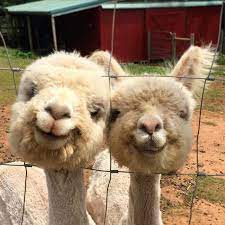 The wild animals that roam our planet are known for their majesty, their ferocity, and, apparently, their comedic timing. I Can Has Cheezburger Smiling Alpacas Funny Animals Online Cheezburger