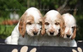 They are very loyal to family, and love to play. Cocker Spaniel Puppies Houston Wonderful Spaniels