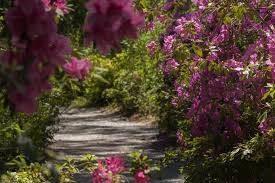 at magnolia plantation and gardens