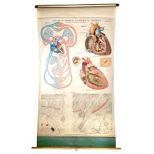 1918 Frohse Anatomical Chart Heart