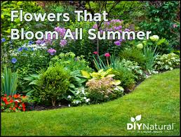 The plant dies back in the winter and is very late to break dormancy. Flowers That Bloom All Summer Which Plants Give Color All Summer