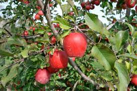 ses of apple tree growth what to