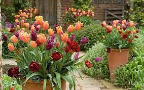 Container Gardening Tips Ideas