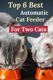 It will also spare you the fear of going for a longer holiday or staying out of home for longer in case there is. Top 6 Best Automatic Cat Feeder For Two Cats In 2020 Automatic Cat Feeder Automatic Cat Cat Feeder