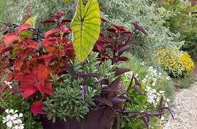 Container Gardening Healthy Plants
