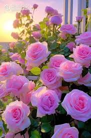 vry vry beautiful rose dp sharechat