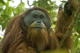 Для просмотра онлайн кликните на видео ⤵. Top Ten Indonesian Endangered Species Indonesia Expat