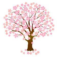 Cherry Blossom Tree Stock Vector By