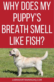 breath smell like fish