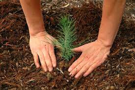 Best Time To Plant Trees Garden Myths