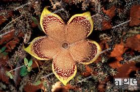 persian carpet flower edithcolea