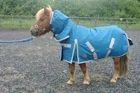 mini shetland horse rug