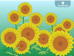 Membuat gambar mewarnai bunga cukup mudah apalagi untuk anak perempuan yang memang identik dengan mereka. Cara Menggambar Bunga Matahari Siswapedia