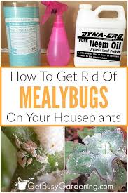 get rid of mealybugs on houseplants