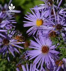 Winter is one of the four earth's seasons, that goes after autumn and foreshadows spring. Color Up Winter With Flowers And Food Central Texas Gardener
