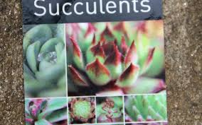 Succulant Identification Succulent Identification Chart Find