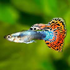 Рыбки > ГУППИ КРАСНЫЙ ДРАКОН (Poecilia reticulata «Red Dragon») купить в  интернет-магазине