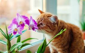 flowers that are safe for cats