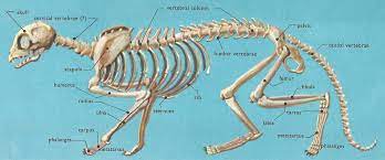 It is usually often called the calf bone, because it sits barely behind the tibia on the surface of the leg. Domestic Cat Anatomy