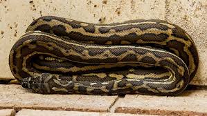 carpet python facts 9 fascinating