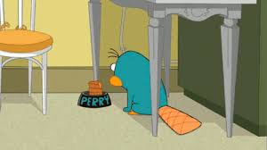 New trending gif on giphy. Top 30 Perry Platypus Gifs Find The Best Gif On Gfycat