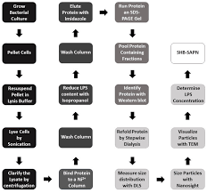 Flowchart Of The Protocol For Shb Sapn Production Color