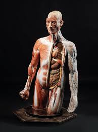 Anatomy rigged torso includes fully rigged and animated skeleton torso with digestive and respiratory systems! Human Torso Anatomical Model Antique Scientific Instruments And Globes Classic Cameras 2019 09 25 Realized Price Eur 1 536 Dorotheum