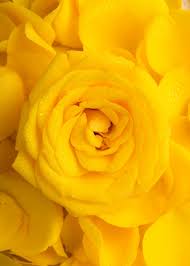yellow rose background images free